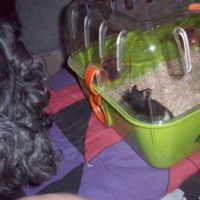 Photo #204349 de Tekiila