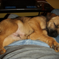 Photo #204359 de Dino
