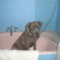 Photo #204384 de Bacrdi