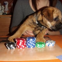 Photo #204388 de Dino