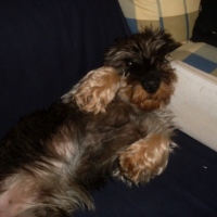 Photo #204475 de Goliath