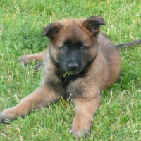 Photo #204483 de Dasco 