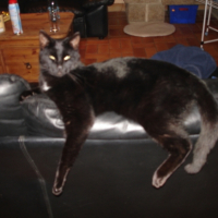 Photo #204526 de Tiki