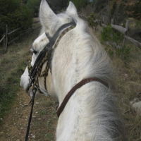 Photo #204545 de Merlin