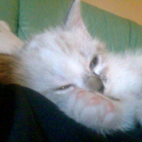 Photo #204552 de Kara