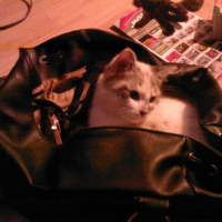 Photo #204554 de Kara