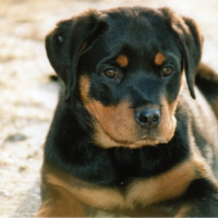 Photo #204611 de Cookie de la force tendre