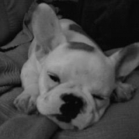 Photo #204618 de Frimousse