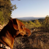 Couché de soleil face à la Sainte Victoire