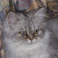 Photo #204673 de Expresso