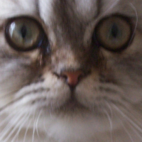 Photo #204680 de Expresso