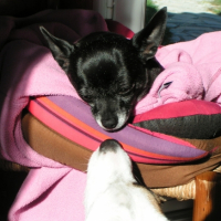 Photo #204706 de Tibou