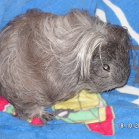 Photo #204721 de Tico