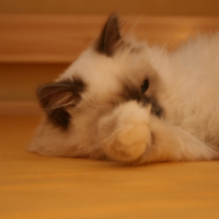 Photo #204768 de Iskar