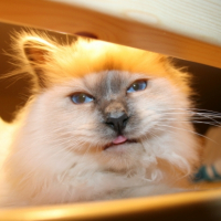 Photo #204780 de Iskar