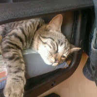 Photo #204791 de Gribouille