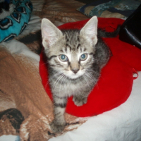 Photo #204793 de Gribouille