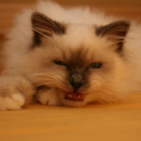 Photo #204798 de Iskar