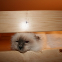Photo #204799 de Iskar