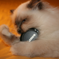 Photo #204800 de Iskar