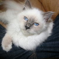 Photo #204819 de Iskar