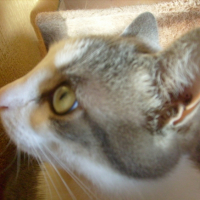 Photo #204843 de Nemo