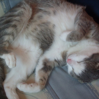 Photo #204849 de Nemo