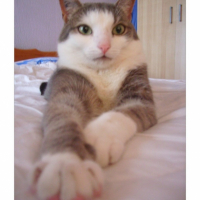 Photo #204853 de Nemo