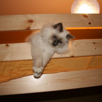 Photo #204854 de Iskar