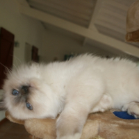 Photo #204858 de Iskar