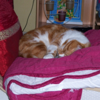 Photo #204873 de Etna