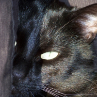 Photo #205019 de Cokin