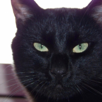 Photo #205020 de Cokin