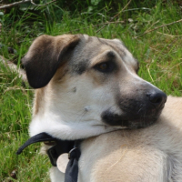 Photo #205054 de Laika