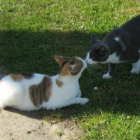 Photo #205067 de Chouby