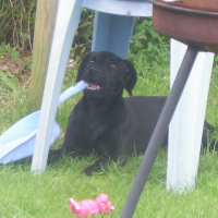 Photo #205071 de Dixie