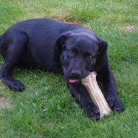 Photo #205073 de Dixie