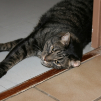 Photo #205080 de Grisou