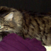 Photo #205104 de Kheops