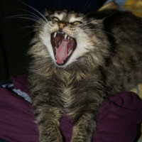 Photo #205110 de Kheops