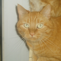 Photo #205136 de Spirou