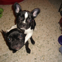Photo #205153 de Chana