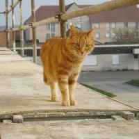 Pendant les travaux je me baladais sur l'echaffaudage...