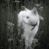 Photo #205176 de Roméo