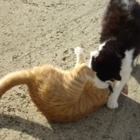 Photo #205186 de Tibidou