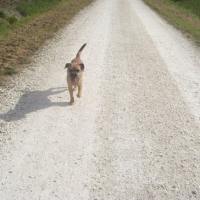 Photo #205191 de Dino