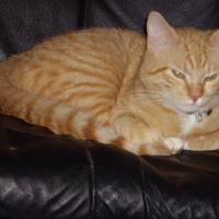 Photo #205196 de Tibidou