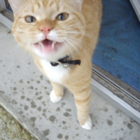 Photo #205197 de Tibidou