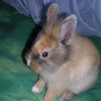 Photo #205231 de Caramel