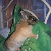 Photo #205233 de Caramel
